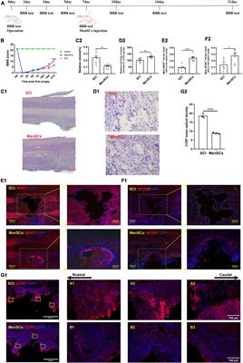 Transcriptome profile analysis in spinal cord injury rats with transplantation of menstrual blood-derived stem cells